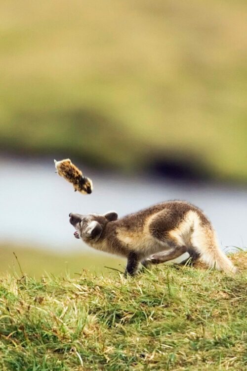 Fjällräv och lämmel