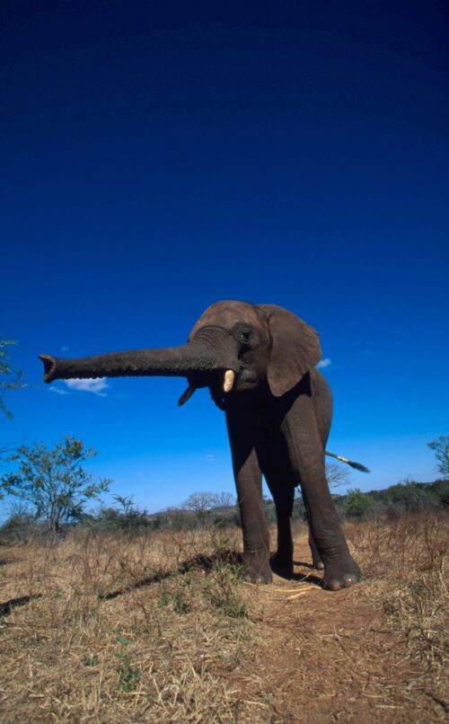 Afrikansk elefant med utsträckt snabel och små betar står i torrt gräslandskap under klar blå himmel.