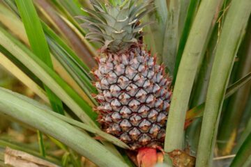 Ananas, Kamerun, Afrika
