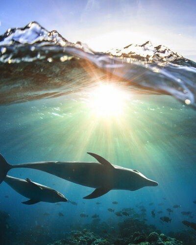 WWF Dokumentär, Under ytan avsnitt 5: Isabella Lövin, engagemang och politisk påverkan
