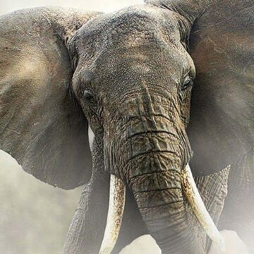 WWF Dokumentär, Giganternas land avsnitt 1: Tjuvjakten på elefanterna