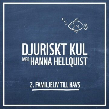 Djuriskt kul med Hanna Hellquist, avsnitt 2: Familjeliv till havs – lattepappor och matriarkatvalar