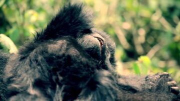 Bergsgorillan - våra fantastiska släktingar!