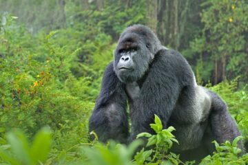Bergsgorilla (Gorilla beringei)