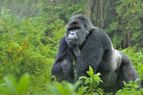 Bergsgorilla (Gorilla beringei)