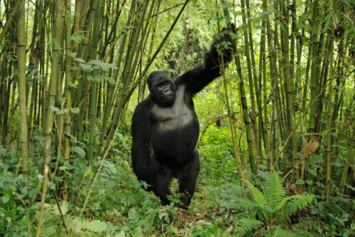 Bergsgorilla (Gorilla beringei)