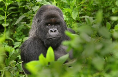 Bergsgorilla (Gorilla beringei beringei)