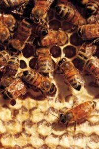 Bivax Bivax