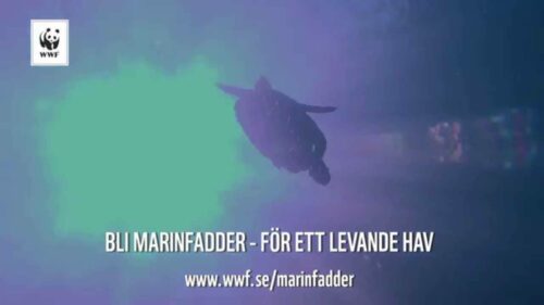 WWF MARINFADDER - Hjälp oss rädda haven!