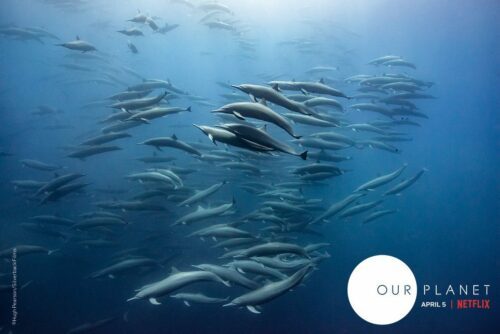 OUR PLANET, © Hugh Pearson Stor flock delfiner simmar tätt under vattenytan. Text i bilden: OUR PLANET; APRIL 5 | NETFLIX.