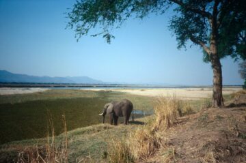 Elefant i Mana Pools National Park Zimbabwe