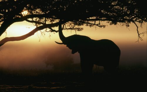Afrikansk elefant (Loxodonta africana africana) i solnedgången