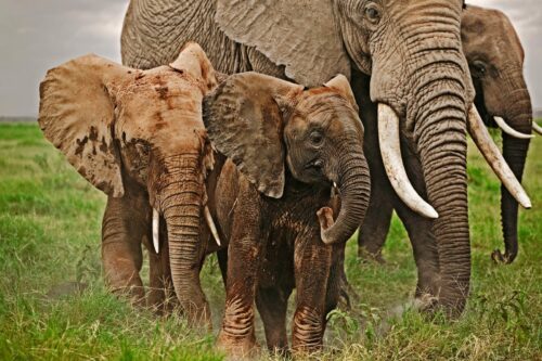 Savannelefant (Loxodonta africana)