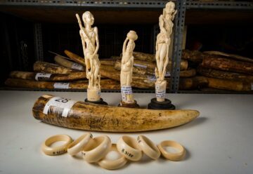 Tre snidade elfenbensfigurer på sockel, en elfenbenstusk och flera elfenbensringar; märkta "28", "1", "2", "4", "B 3209", "B 3188".