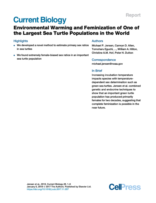 Omslag till Current Biology-rapport om uppvärmning och feminisering av en stor havssköldpaddspopulation Transkription av all text i bilden: Current Biology Report Environmental Warming and Feminization of One of the Largest Sea Turtle Populations in the World Highlights • We developed a novel method to estimate primary sex ratios in sea turtles • We found extremely female-biased sex ratios in an important sea turtle population Authors Michael P. Jensen, Camryn D. Allen, Tomoharu Eguchi, ..., William A. Hilton, Christine A.M. Hof, Peter H. Dutton Correspondence michael.jensen@noaa.gov In Brief Increasing incubation temperature impacts species with temperature-dependent sex determination such as green sea turtles. Jensen et al. combined genetic and endocrine techniques to show that an important green turtle population has produced primarily females for two decades, suggesting that complete feminization is possible in the near future. Jensen et al., 2018, Current Biology 28, 1–6 January 8, 2018 © 2017 The Authors. Published by Elsevier Ltd. https://doi.org/10.1016/j.cub.2017.11.057 Cell Press