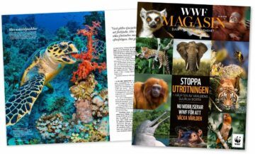 Omslag och uppslag av WWF Magasin: stort collage av hotade djur och en stor bild av en färgrik havssköldpadda, budskap om att stoppa utrotningen. Transkription av synlig text: WWF MAGASIN DJUR • NATUR • HÅLLBARHET Nr 4•2018 STOPPA UTROTNINGEN – HÄLFTEN AV VÄRLDENS DJURLIV BORTA NU MOBILISERAR WWF FÖR ATT VÄCKA VÄRLDEN