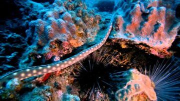 Mission: Save the Ocean