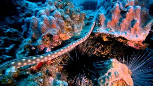 Mission: Save the Ocean Mission: Save the Ocean