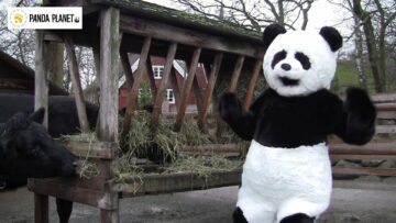 Pandafilmen om biffen