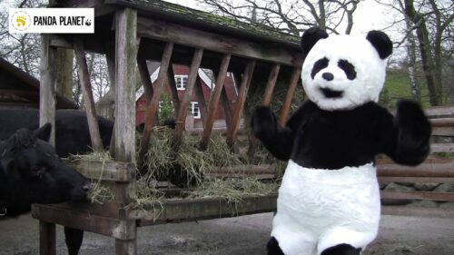 Pandafilmen om biffen Pandafilmen om biffen