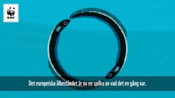 Två stiliserade ålar formar en cirkel; WWF-logotyp uppe till vänster. Text längst ner: "Det europeiska ålbeståndet är nu en spillra av vad det en gång var."