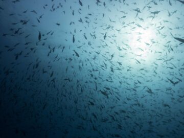 Fiskstim nära Galapagos öarna