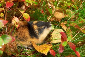 Fjällämmel (Lemmus lemmus)