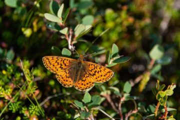 Fjällpärlemorfjäril (Boloria napaea)