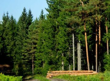 Skog