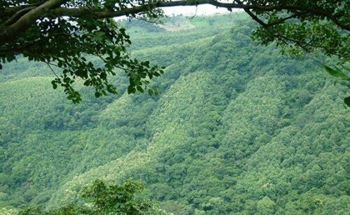 Skog i Tanzania Skog i Tanzania