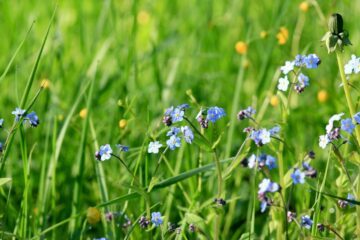 Förgätmigej (Myosotis scorpioides)