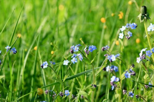 Förgätmigej (Myosotis scorpioides)