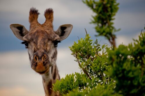 Giraff i Masai Mara, Kenya