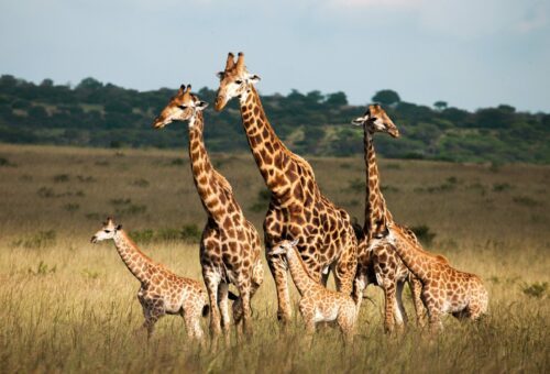 En familj sydafrikanska giraffer (Giraffa camelopardalis giraffa)