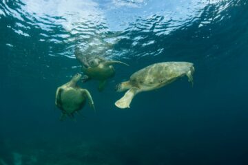 Grön havssköldpadda (Chelonia mydas)