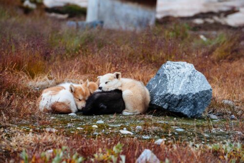 Hundar sover, Ilulissat, Grönland