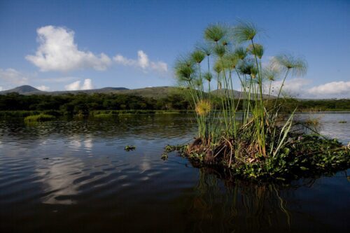 Hyacint på Lake Naivasha, Kenya