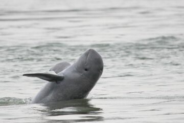 Irrawaddy delfin (Orcaella brevirostris)