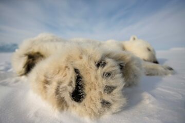Isbjörn med tass i fokus, Svalbard