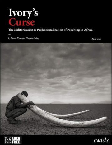 Ivory´s Curse 2014