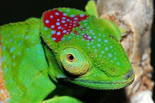 Kamelont (Furcifer timoni), Madagskar