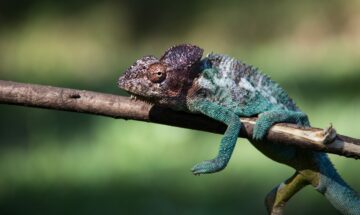 Kamelont, Madagaskar