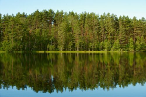Karelsk sjö med reflekterande tallskog.