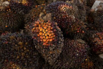 Klase av palmolja frukt, Indonesien