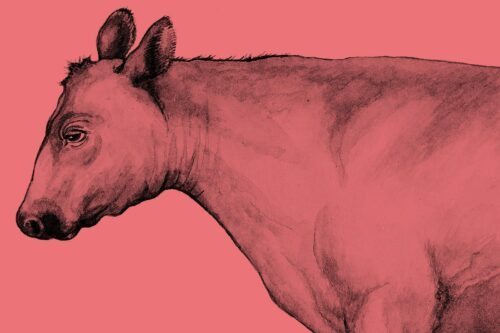 Svart skiss av en nötkreatur i profil (huvud, hals och framdel) mot enfärgad bakgrund. Hela bilden är rosa-rödtonad.