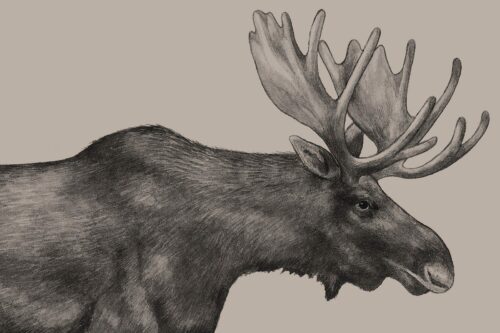 Stiliserad blyertsteckning av älgtjur i profil med stora palmformade horn och mörk, texturerad päls. Hela bilden är gråtonad.