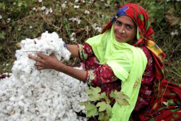 Kvinna plockar bomull, Pakistan
