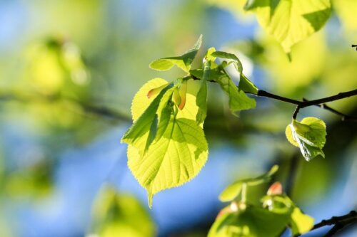 Lind (Tilia cordata)