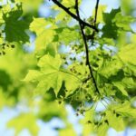 Lönn (Acer platanoides)