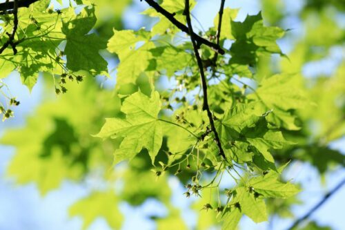 Lönn (Acer platanoides)